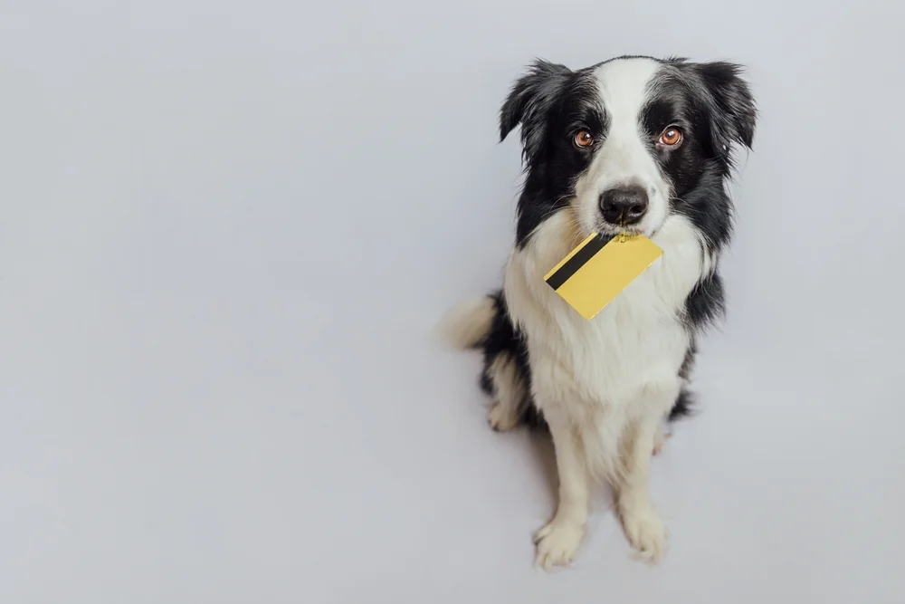 Black and white dog sitting while holding a yellow credit card in its mouth