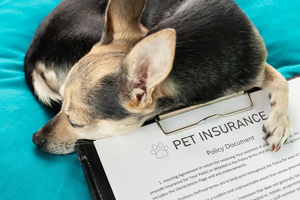 Small dog sleeping on a clipboard with a pet insurance policy document