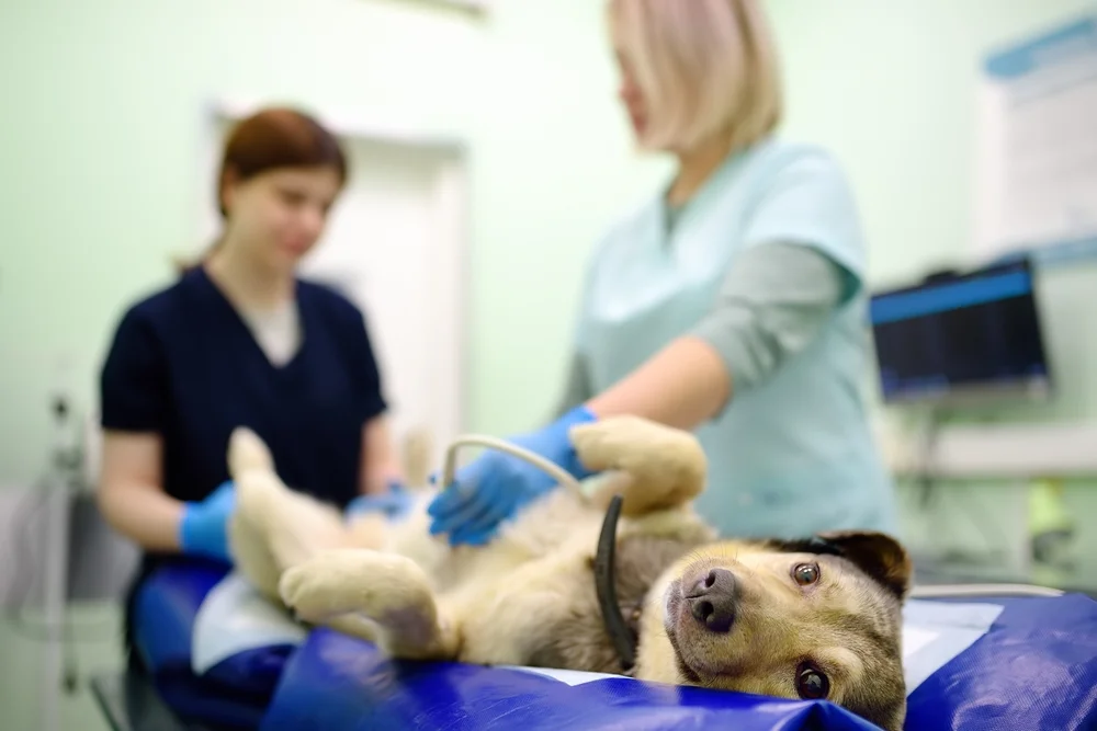 Dog lying on vet table during ultrasound exam with two veterinary staff in scrubs and gloves