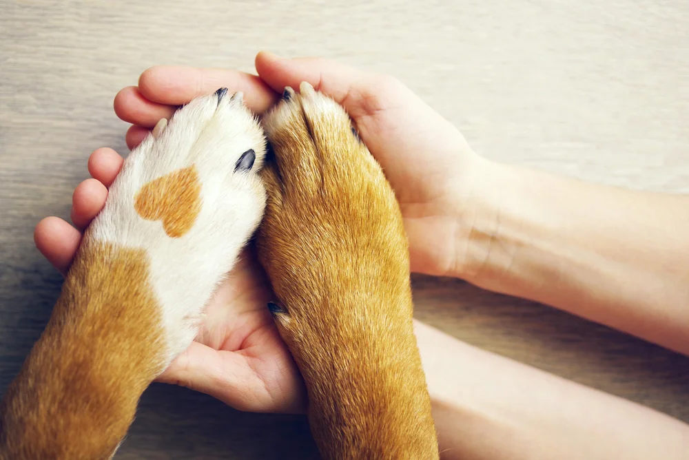 Two dog paws held gently in human hands, with a heart-shaped spot on one paw