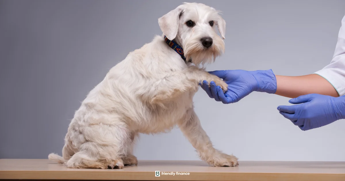 A white schnauzer dog stands on an examination table while a veterinarian in blue gloves gently holds its paw during a check-up.